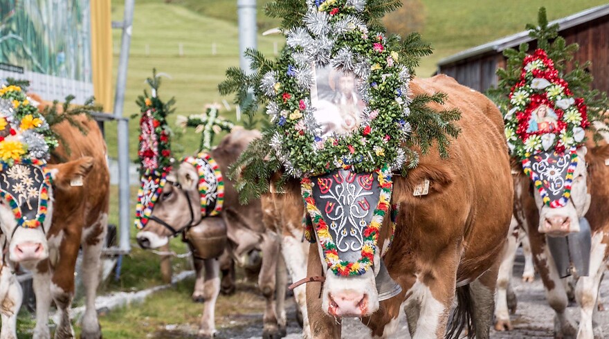 Chasser les vaches 2026